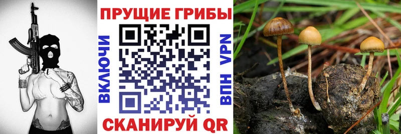 hydra как зайти  Шадринск  Галлюциногенные грибы Psilocybine cubensis  купить  